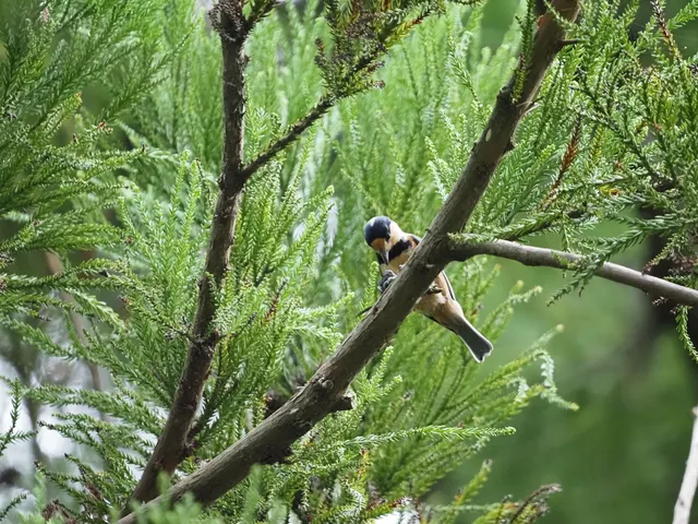 Species Image