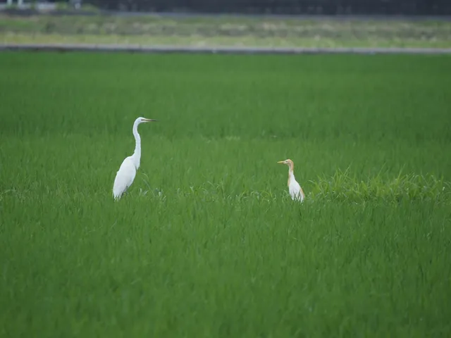 Species Image