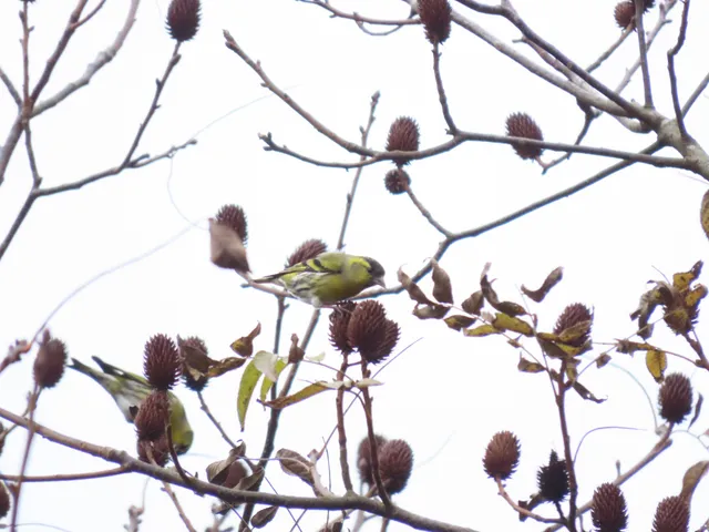 Species Image