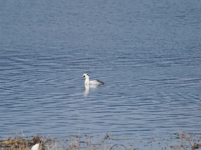Species Image