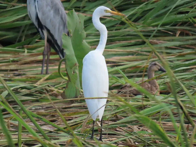 Species Image