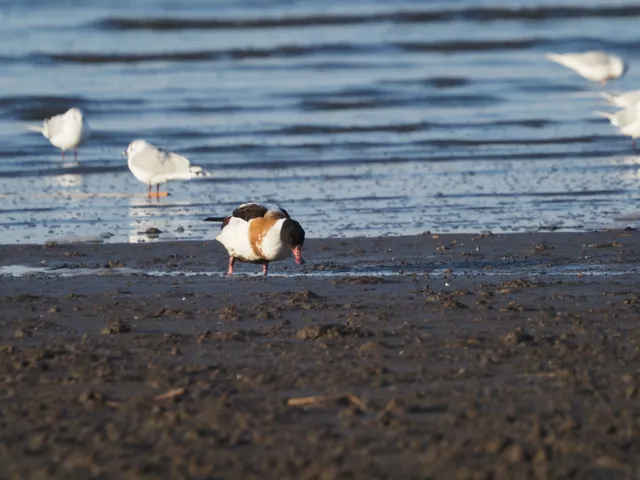 Species Image