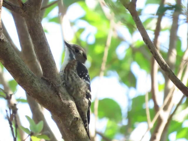 Species Image