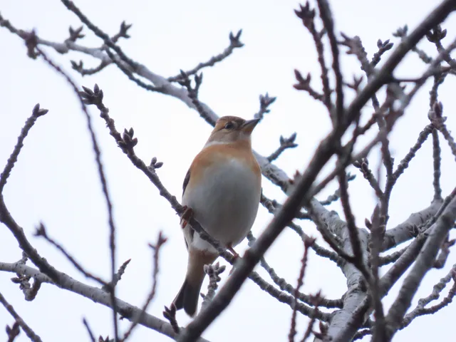 Species Image
