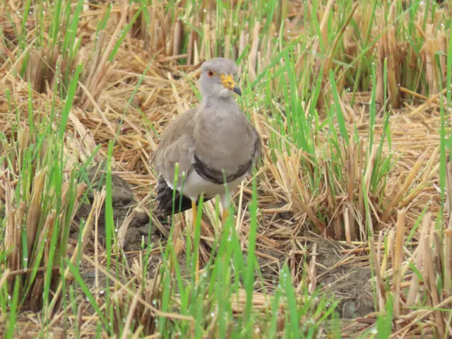 Species Image