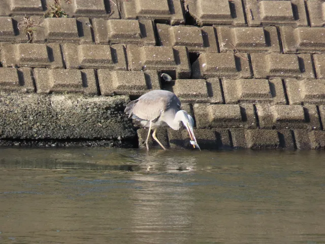 Species Image