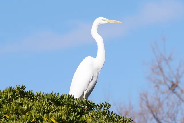 Species Image