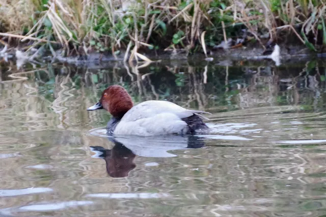Species Image