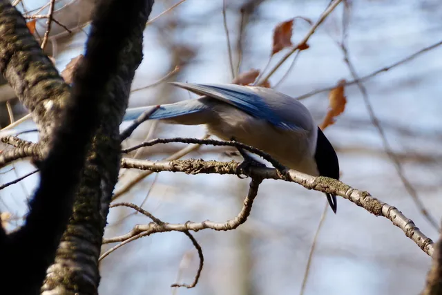 Species Image