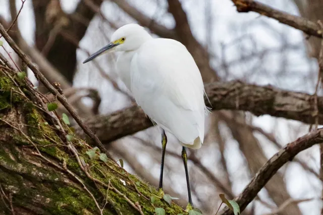 Species Image