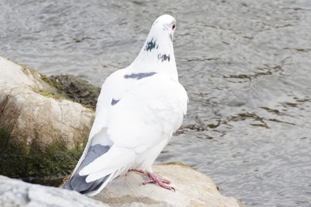 Species Image