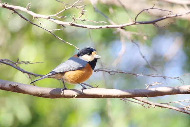 Species Image