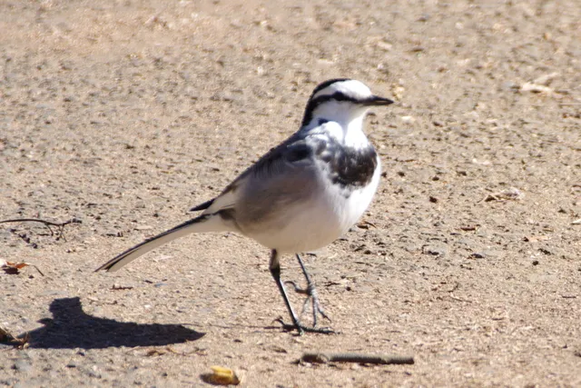 Species Image