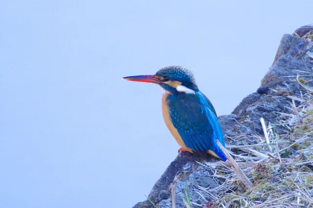 野鳥の写真