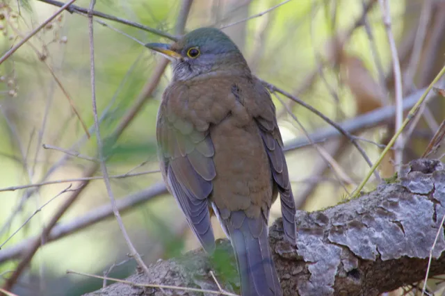 Species Image