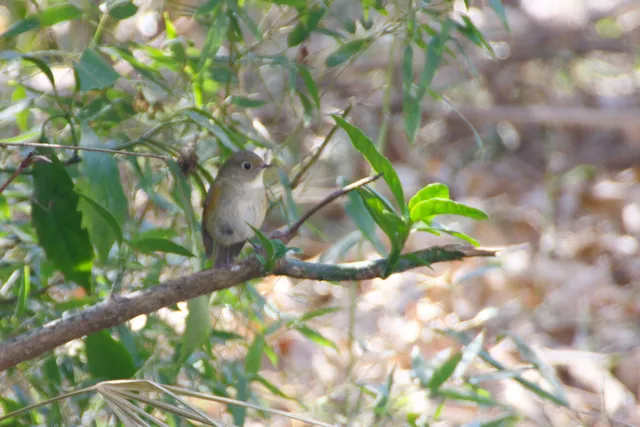 Species Image