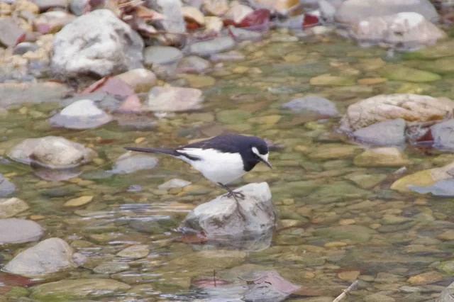 Species Image