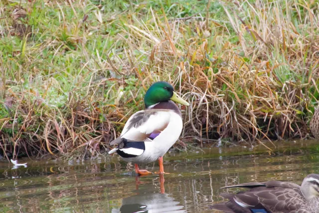 Species Image