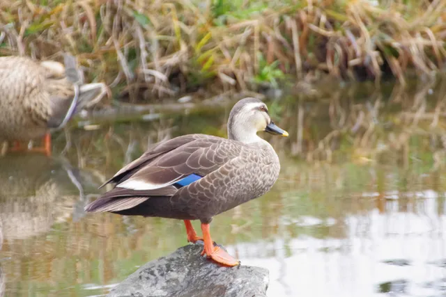 Species Image