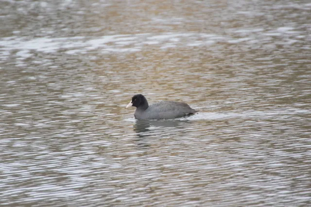 Species Image