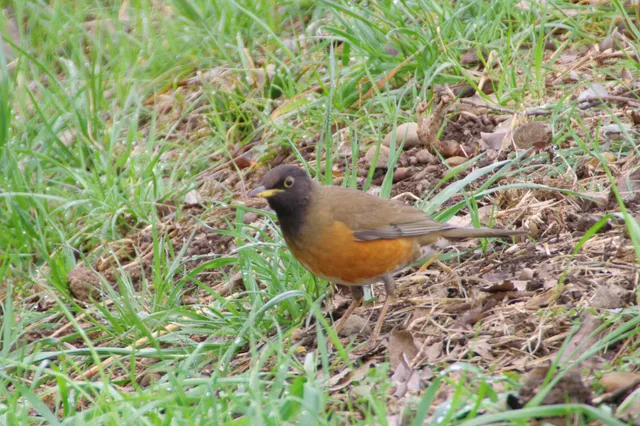 Species Image