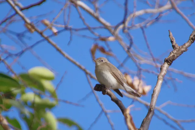 Species Image