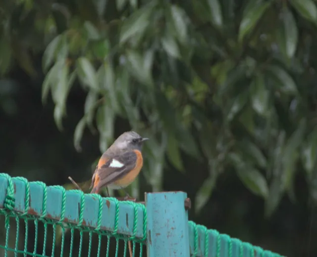 Species Image