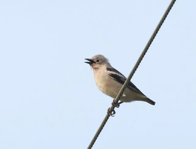 Species Image