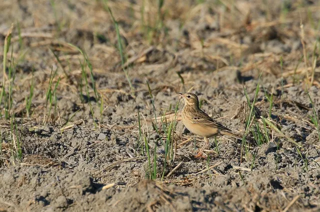 Species Image
