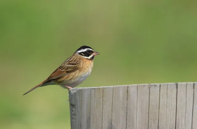 Species Image