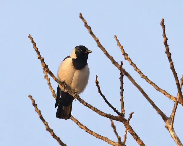 Species Image