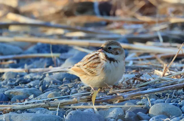 Species Image