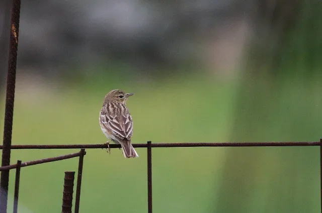 Species Image