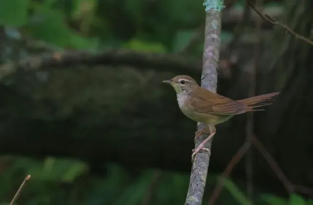 Species Image