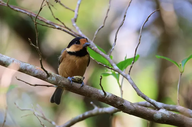 Species Image
