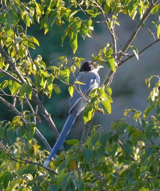 野鳥の写真