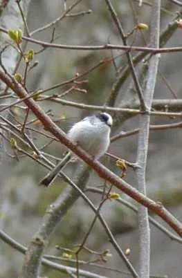 野鳥の写真