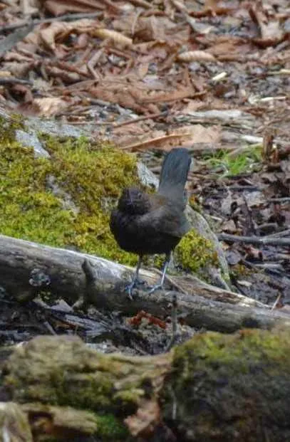 野鳥の写真