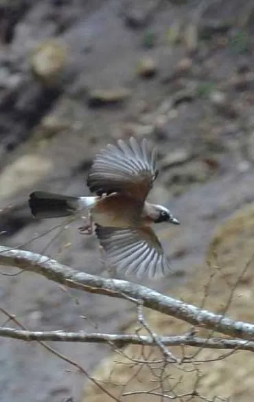 野鳥の写真