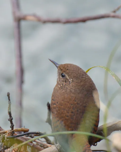 野鳥の写真