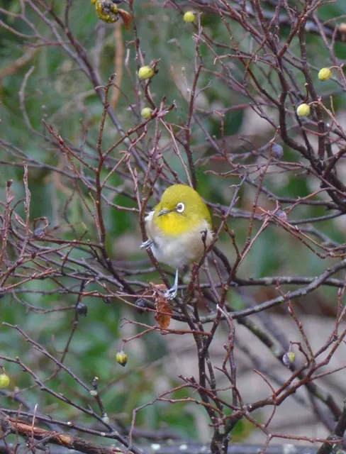 野鳥の写真