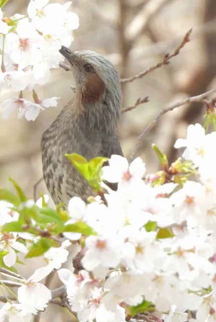 野鳥の写真