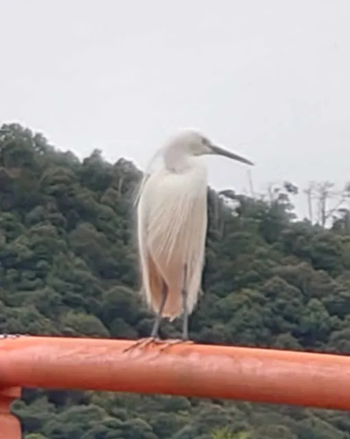 野鳥の写真
