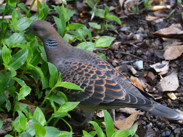 野鳥の写真