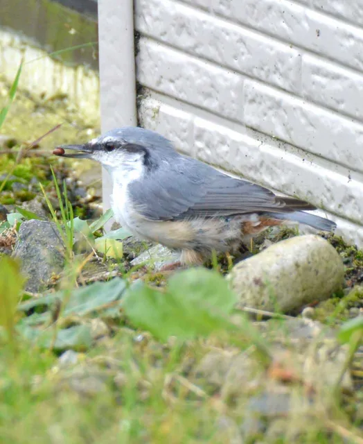 野鳥の写真