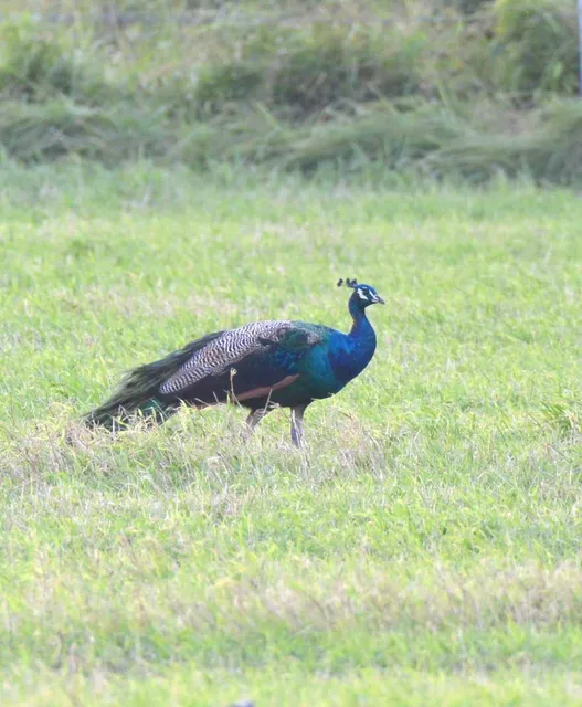 野鳥の写真
