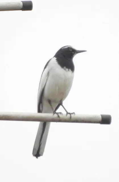 野鳥の写真