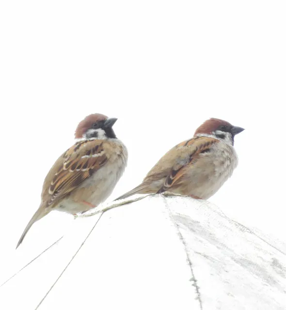 野鳥の写真