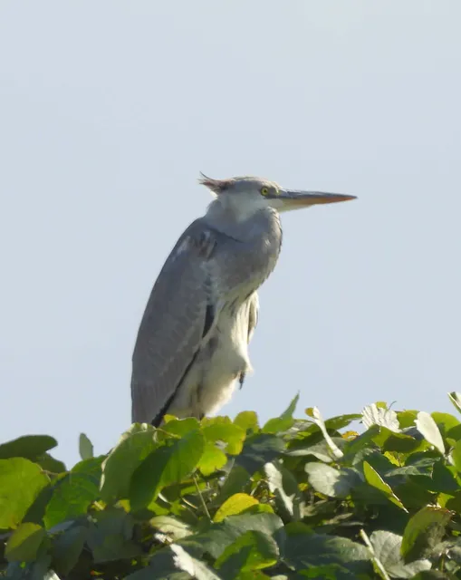 野鳥の写真