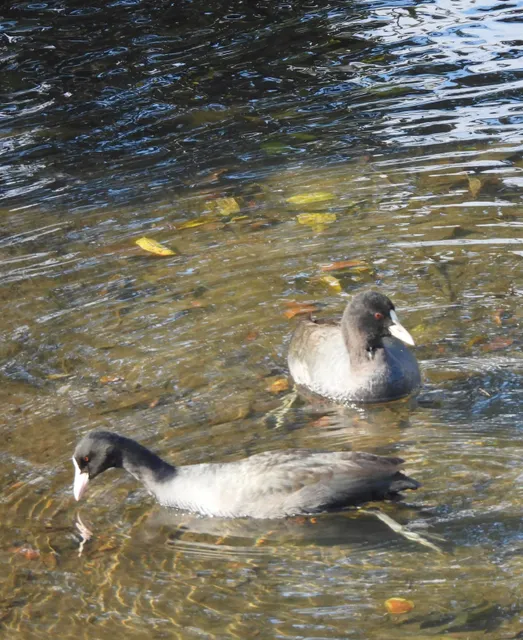 野鳥の写真